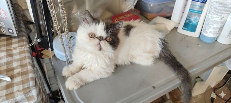 น้องแมวอายุ3เดือน   ราคาต่อรองได้ รูปที่ 2