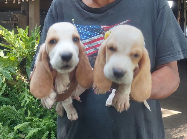 บาสเซ็ตฮาวด์ รูปที่ 6