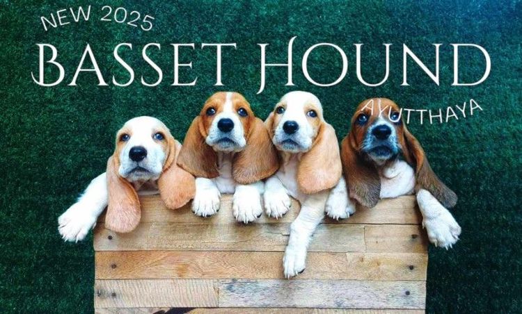 บาสเซ็ตฮาวด์