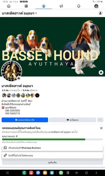 บาสเซ็ตฮาวด์ รูปที่ 5