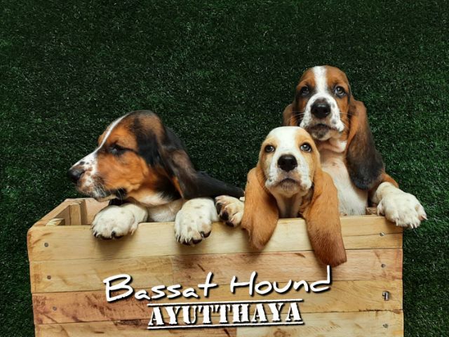 บาสเซ็ตฮาวด์ รูปที่ 4