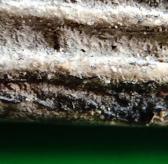 พระสมเด็จ วัดระฆัง บางขุนพรหม วัดเกศไชโย หลวงปู่ภู หลวงปู่นาค รูปที่ 9