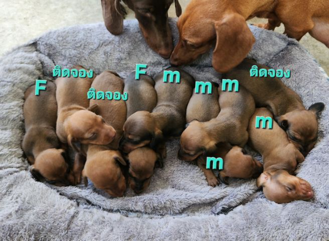 ดัชชุนแท้ Std. เกิด 14 กุมภา พร้อมย้ายบ้าน 4 เมษา เเข็งเเรงกินเก่ง ค่านม 5500 ครับ รูปที่ 2