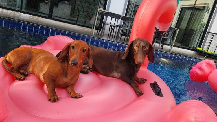 ดัชชุนแท้ Std. เกิด 14 กุมภา พร้อมย้ายบ้าน 4 เมษา เเข็งเเรงกินเก่ง ค่านม 5500 ครับ รูปที่ 3