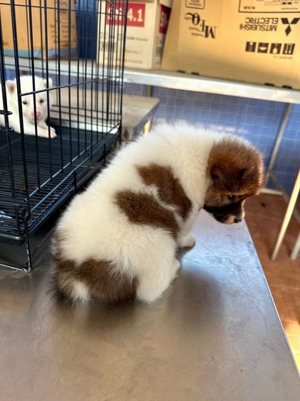 ลูกบางแก้วสายพันธุ์แท้ รูปที่ 5