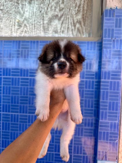 ลูกบางแก้วสายพันธุ์แท้ รูปที่ 2