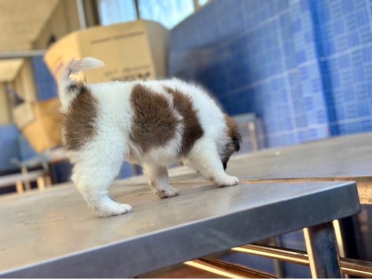 ลูกบางแก้วสายพันธุ์แท้ รูปที่ 4