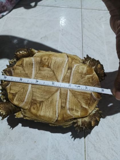 เต่าชูคาต้า6นิ้ว(เลิกเลี้ยง) รูปที่ 2