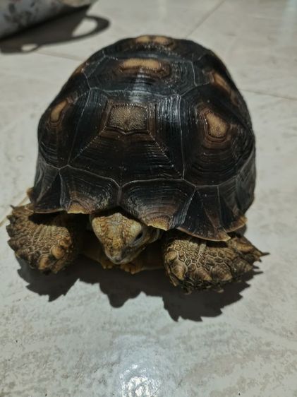 เต่าชูคาต้า6นิ้ว(เลิกเลี้ยง)