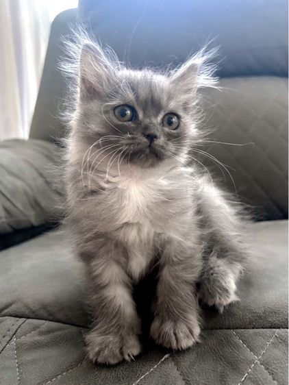 มันช์กิ้น รูปที่ 2