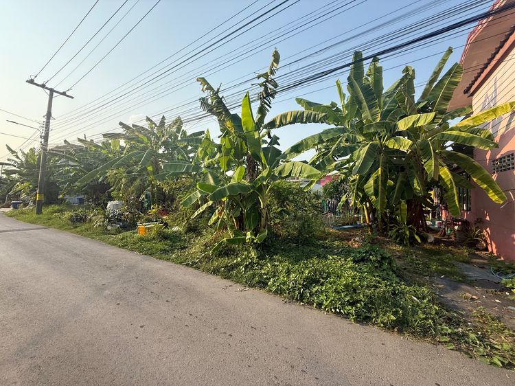 ขายด่วน ที่ดินถมแล้ว 209 ตรว เจ้าของขายเองราคาพิเศษ รูปที่ 3