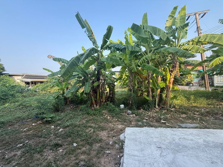 ขายด่วน ที่ดินถมแล้ว 209 ตรว เจ้าของขายเองราคาพิเศษ รูปที่ 4