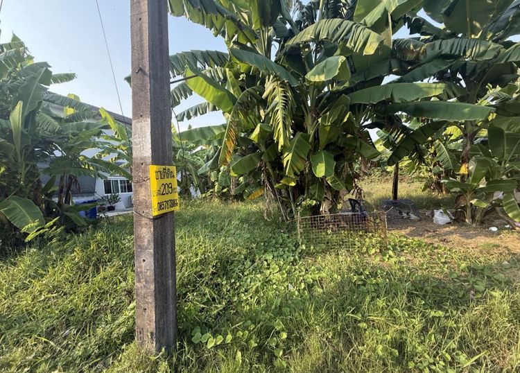 ขายด่วน ที่ดินถมแล้ว 209 ตรว เจ้าของขายเองราคาพิเศษ รูปที่ 2