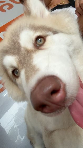 ไซบีเรียน ฮัสกี้ อายุ 5 เดือน คู่ รูปที่ 5