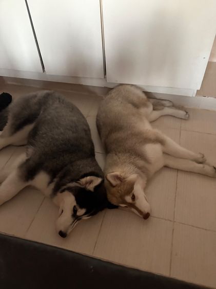 ไซบีเรียน ฮัสกี้ อายุ 5 เดือน คู่ รูปที่ 2