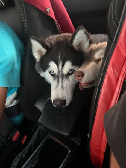 ไซบีเรียน ฮัสกี้ อายุ 5 เดือน คู่ รูปที่ 4