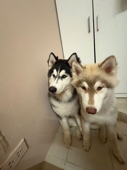 ไซบีเรียน ฮัสกี้ อายุ 5 เดือน คู่ รูปที่ 3