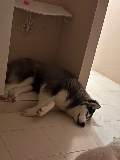 ไซบีเรียน ฮัสกี้ (Siberian Husky) ใหญ่ ไซบีเรียน ฮัสกี้ อายุ 5 เดือน คู่