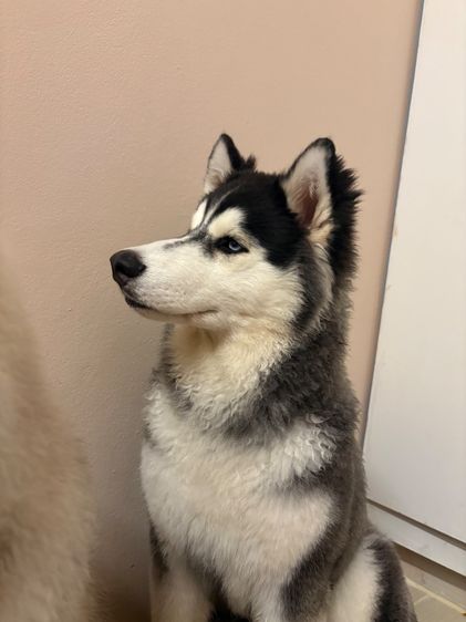 ไซบีเรียน ฮัสกี้ อายุ 5 เดือน คู่ รูปที่ 7