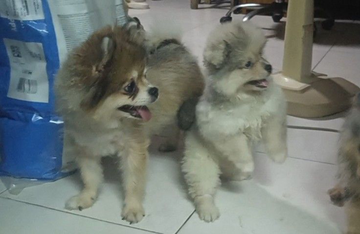 ปอม สีเรดเมอเร่  แม่มีใบเพด รูปที่ 2