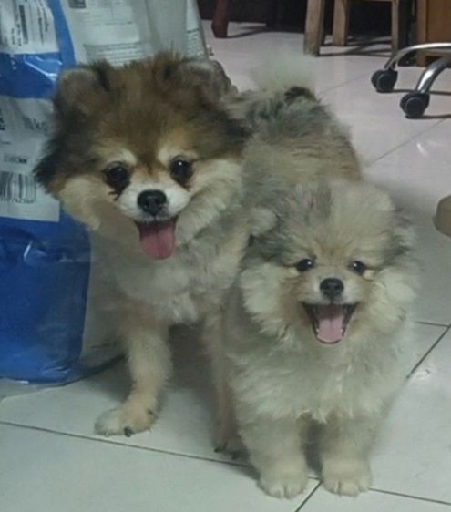 ปอม สีเรดเมอเร่  แม่มีใบเพด