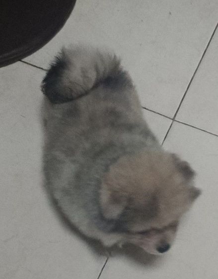 ปอม สีเรดเมอเร่  แม่มีใบเพด รูปที่ 3