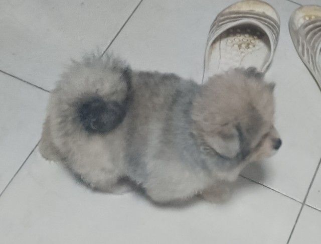 ปอม สีเรดเมอเร่  แม่มีใบเพด รูปที่ 4