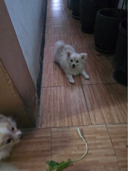 ปอมผสม รูปที่ 2