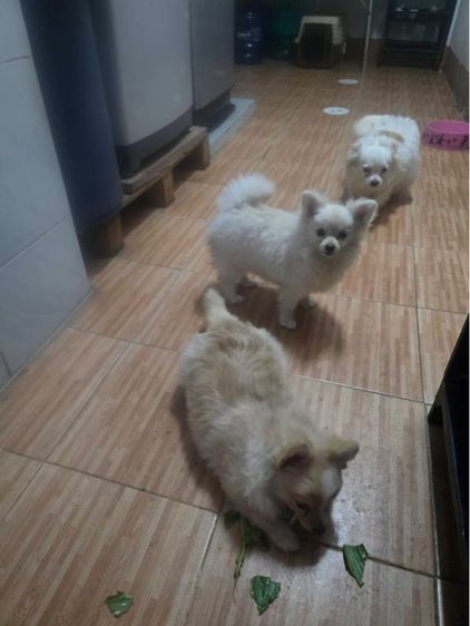ปอมผสม รูปที่ 6