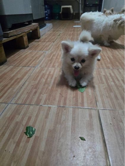 ปอมผสม รูปที่ 5