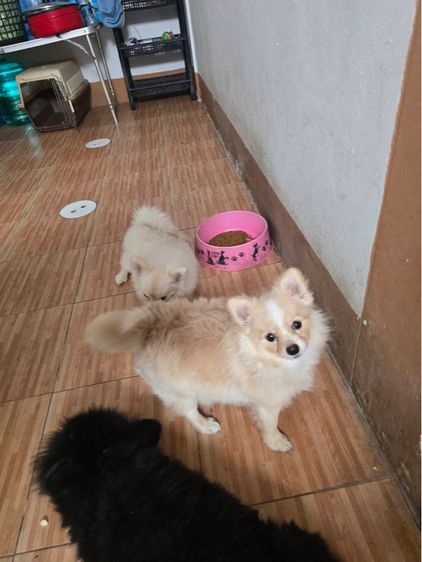 ปอมผสม รูปที่ 9