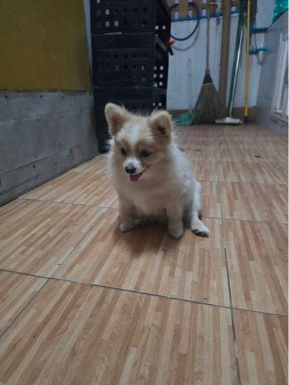 ปอมผสม รูปที่ 4