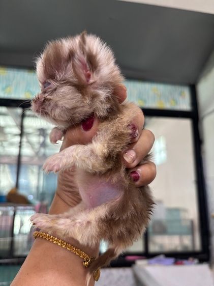 เด็กหญิงชิวาวาสีเมอร ไซดีทีคัพ รูปที่ 7