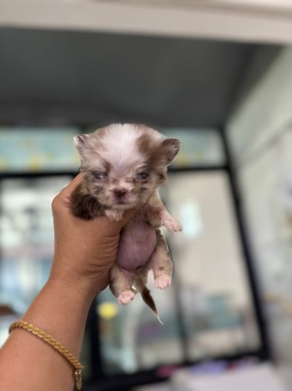 เด็กหญิงชิวาวาสีเมอร ไซดีทีคัพ รูปที่ 6