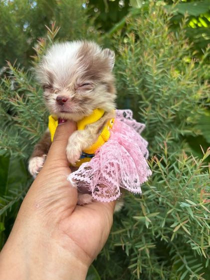 เด็กหญิงชิวาวาสีเมอร ไซดีทีคัพ รูปที่ 4