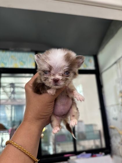 เด็กหญิงชิวาวาสีเมอร ไซดีทีคัพ รูปที่ 9