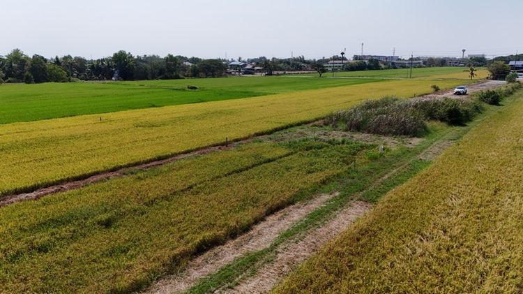 ขายที่ดิน 50 ตร.วา ต.เปร็ง เมืองฉะเชิงเทรา ถมแล้ว ฟรีโอน 399,000  รูปที่ 3