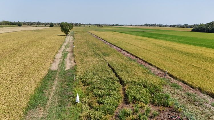 ขายที่ดิน 50 ตร.วา ต.เปร็ง เมืองฉะเชิงเทรา ถมแล้ว ฟรีโอน 399,000  รูปที่ 2