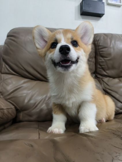 Corgi คอร์กี้เพศชาย