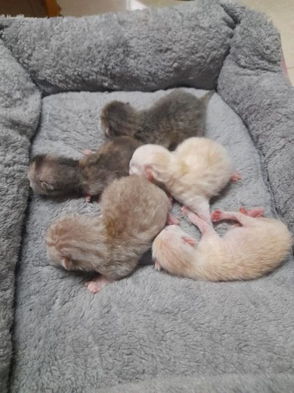 อเมริกัน ชอร์ตแฮร์ (American Shorthair) ค่วน  ลูกแนวสวยๆๆครับท่านใดสนใจโทรมานะครับราคาเบาๆๆเริ่มต้น1000 ------4500