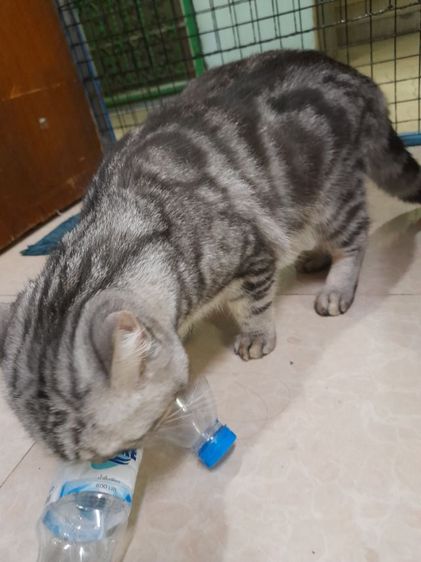 ค่วน  ลูกแนวสวยๆๆครับท่านใดสนใจโทรมานะครับราคาเบาๆๆเริ่มต้น1000 ------4500 รูปที่ 6