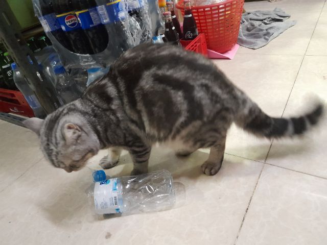 ค่วน  ลูกแนวสวยๆๆครับท่านใดสนใจโทรมานะครับราคาเบาๆๆเริ่มต้น1000 ------4500 รูปที่ 3