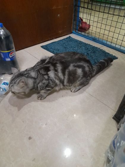 ค่วน  ลูกแนวสวยๆๆครับท่านใดสนใจโทรมานะครับราคาเบาๆๆเริ่มต้น1000 ------4500 รูปที่ 4