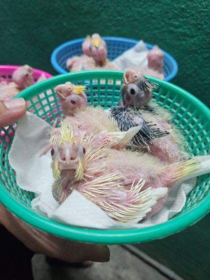 ลูกป้อนค๊อกคาเทล รูปที่ 2