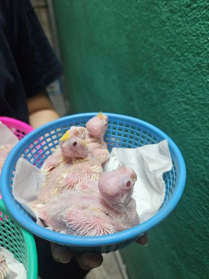 ลูกป้อนค๊อกคาเทล รูปที่ 3