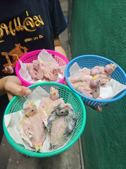 คอกคาเทล ลูกป้อนค๊อกคาเทล