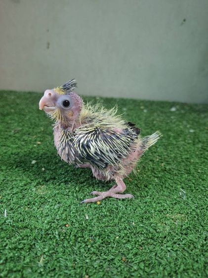 ลูกป้อนค๊อกคาเทล รูปที่ 5