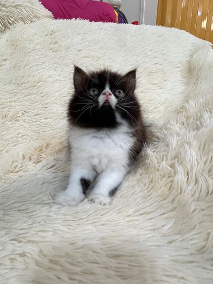 แมวเปอร์เซีย รูปที่ 14