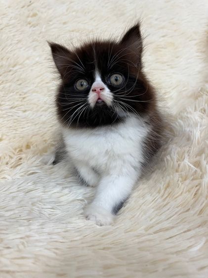 แมวเปอร์เซีย รูปที่ 9