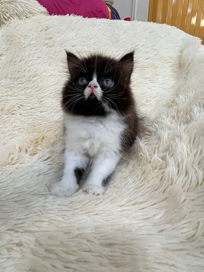 แมวเปอร์เซีย รูปที่ 17